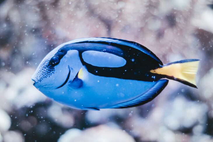 Les poissons pour inspirer les robots sensibles